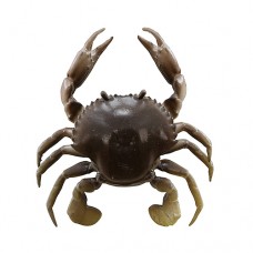 Regular Crab