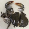 Separate claws, legs, body with back shell cut into 2 pieces