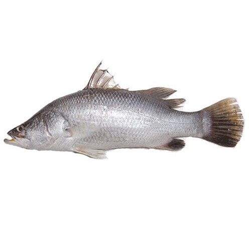Bhetki / Sea bass / Jitada